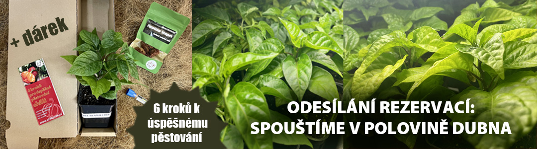 lišta sazenice POLIVNA DUBNA